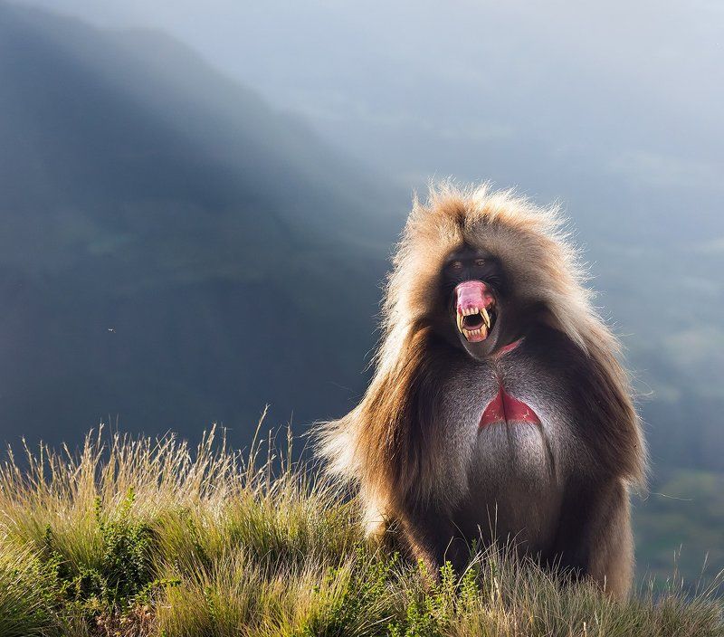 эфиопия, обезьяны, гелада, бабуин, африка Гелада Бабун фото превью