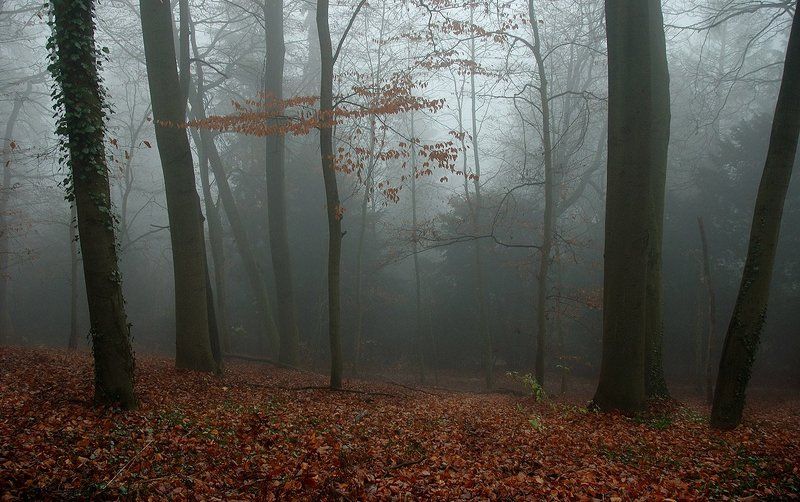 Тёплый декабрьphoto preview