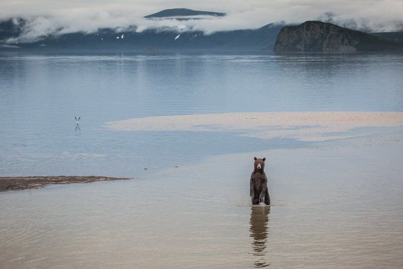 курильское озеро,камчатка,медведь,рыбак,вода,водная гладь ....photo preview