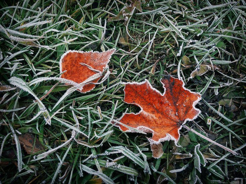 Лист, иней, трава, мороз, макро Успеть до оттепели...photo preview