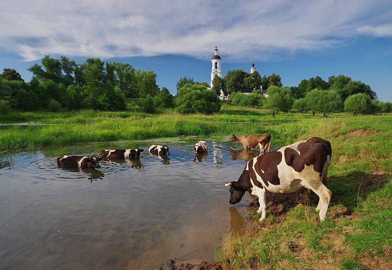 Филипповские пасторалиphoto preview