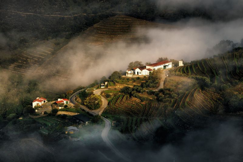 Виноградники, Пейзаж, Португалия, Рассвет, Туман В виноградной долине фото превью