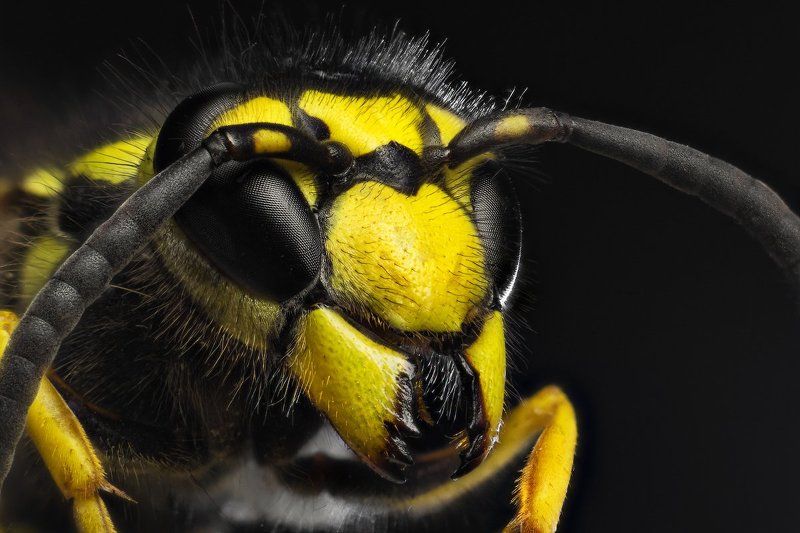 Fly, Жёлтый, Макро, Оса Полосатый мухphoto preview