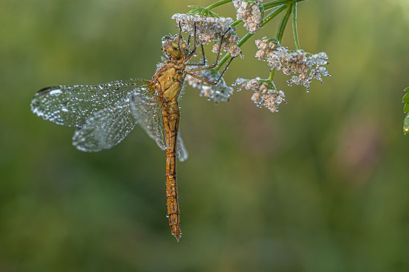 Утро и стрекозка. photo preview