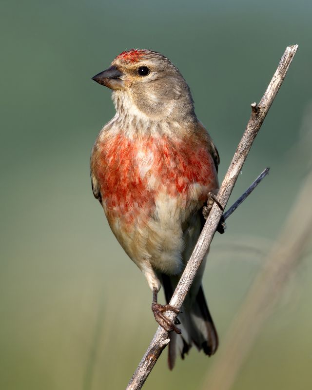 коноплянка, linaria cannabina, птицы, фото птиц, птицы Коноплянка. (Linaria cannabina)photo preview