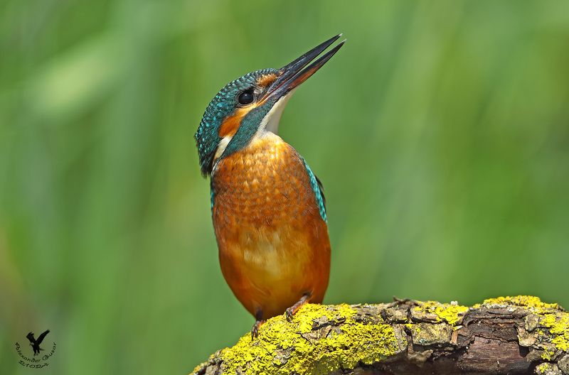 зимородок. Глядя в небеса.photo preview