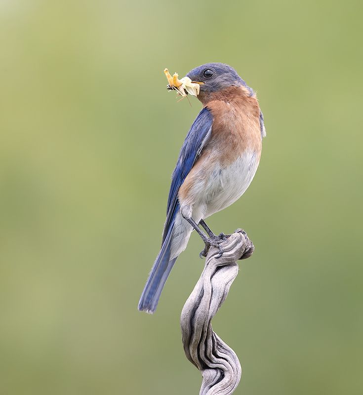 восточная сиалия, eastern bluebird,bluebird Eastern Bluebird male - Восточная сиалия, самецphoto preview