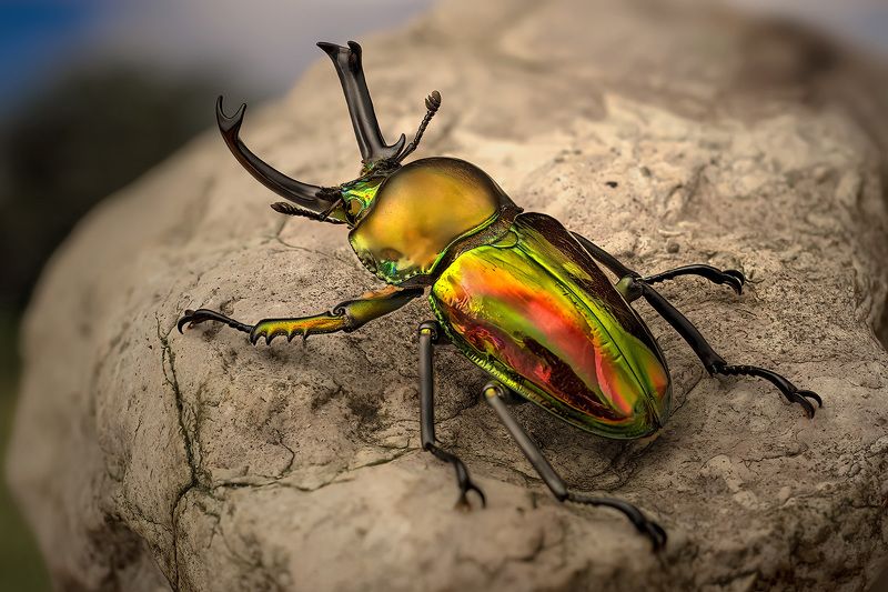 phalacrognathus, muelleri Жук оленьphoto preview