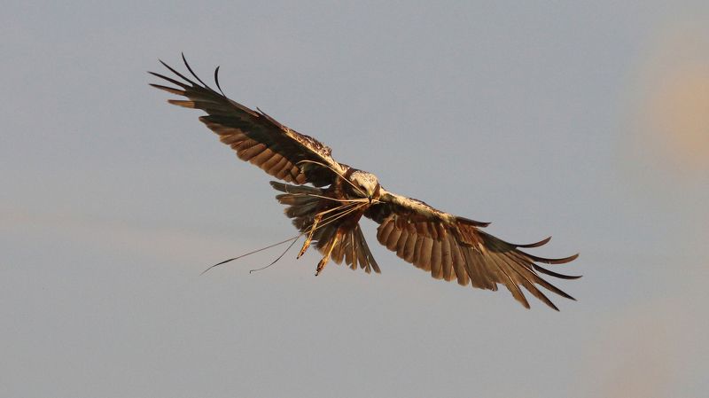 болотный лунь, лунь, circus aeruginosus, western marsh harrier Болотный луньphoto preview