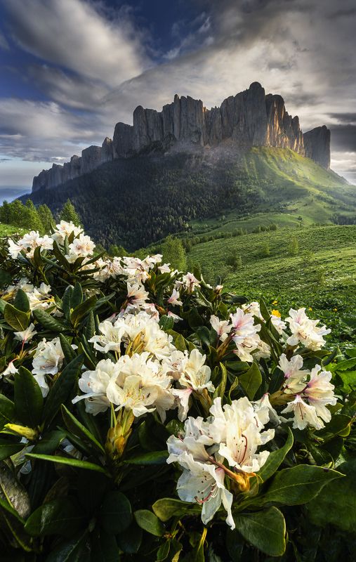 тхач, рассвет, радодендроны, пейзаж Рассвет на Тхачеphoto preview