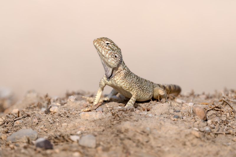 ящерица, фотоохота, агама, природа, фауна Желтопятнистая агамаphoto preview