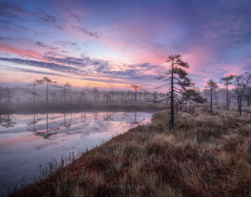 ... болотное утро ...photo preview