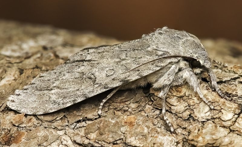 макрофото, макрофотографии, фотомакро, насекомые, макромир, макрофотограф, макроаддикт, макро_мир, naturelovers, naturelover, naturephotography, macrolove, macro_love, biodiversity, macrophotography, macro, macronature, entomology, arthropods, arthropod,   фото превью