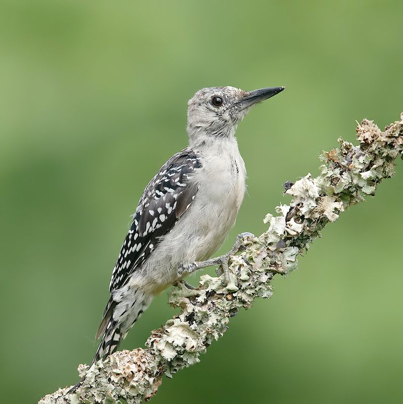 дятел, каролинский меланерпес, red-bellied woodpecker, woodpecker Juvenile. Red-bellied Woodpecker. Каролинский меланерпесphoto preview