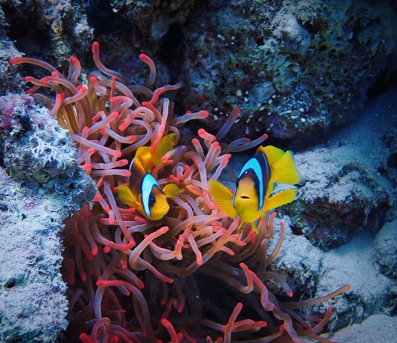 Остров Миндоро, Филиппины Рыбы клоуныphoto preview