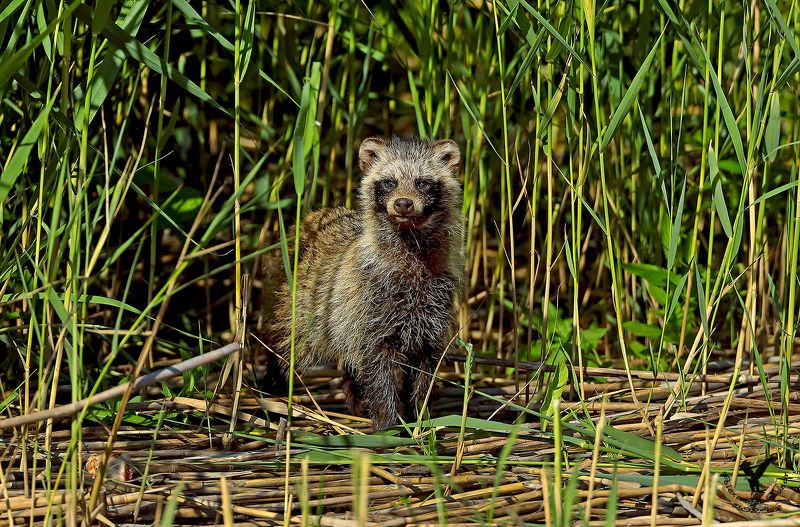 енотовидная собака. Из зарослей.photo preview