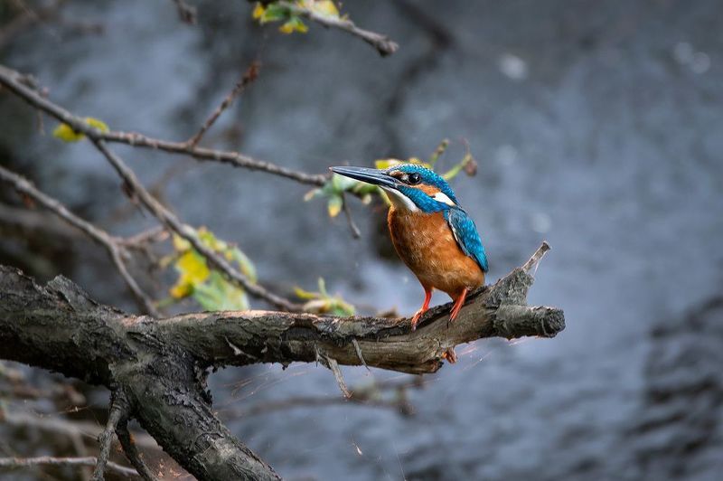 Зимородок на закатеphoto preview