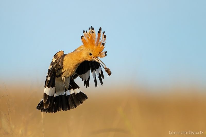 Удодыphoto preview