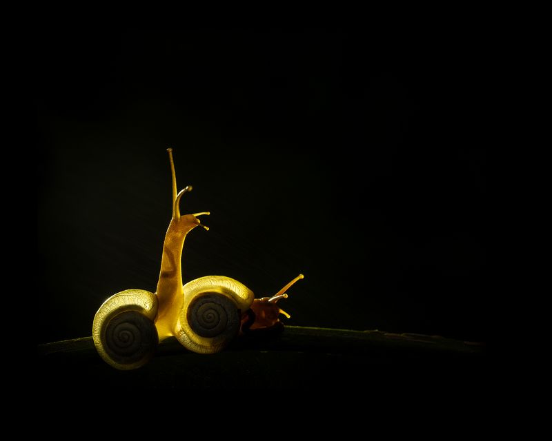 macro, backlit, snail, glow, rain The eternal Glowphoto preview