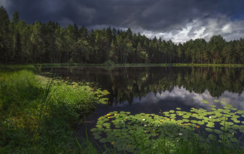 пейзаж, ленобласть, туман, landscape, кувшинки, nature, природа, foggy, forest, ленинградская область Где кувшинки...photo preview
