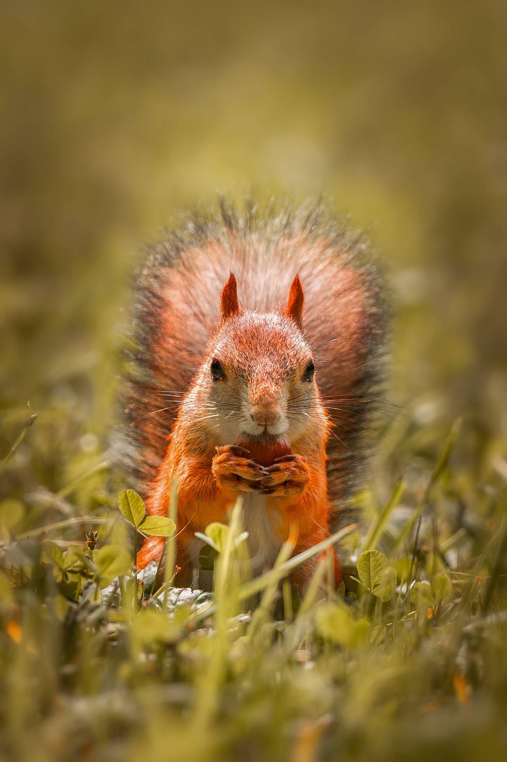 wild, animal, squirrel, tree, wildlife, forest, brown, tail, nature, green, Корнеев Алексей