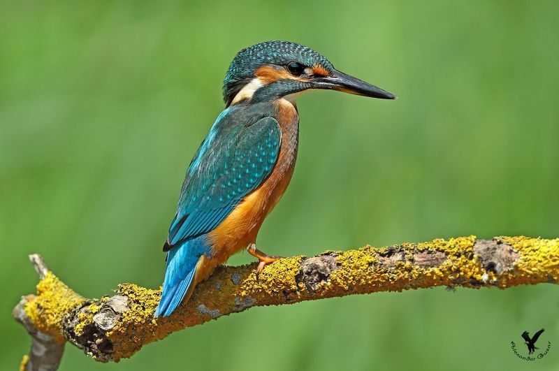 зимородок Первый парень на заливе.photo preview