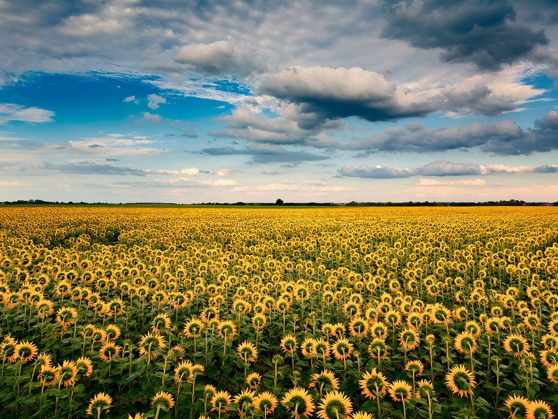 sunflowers, field, drone, landscape,  Invertedphoto preview