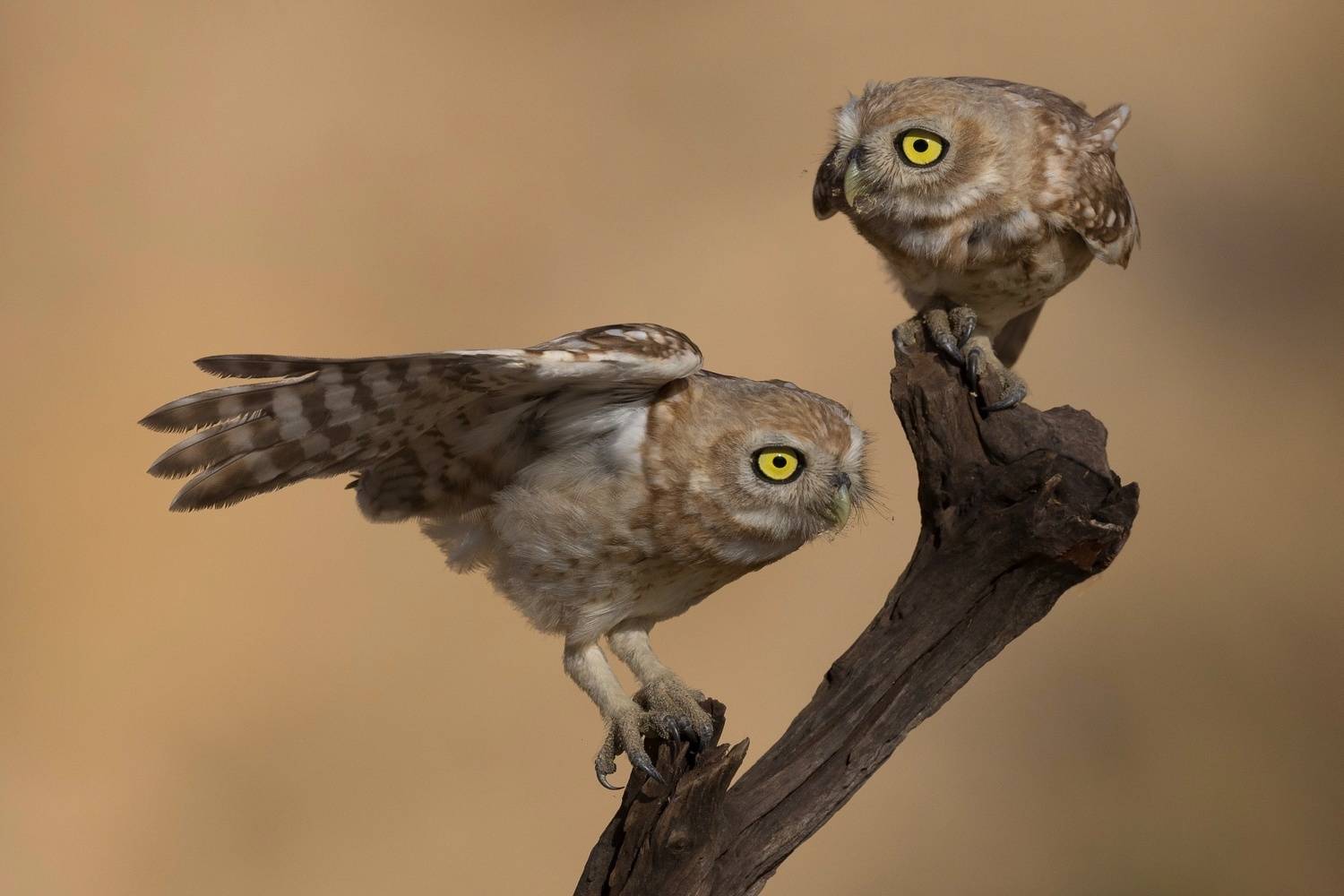 Little owls . Автор: David Manusevich , David Manusevich