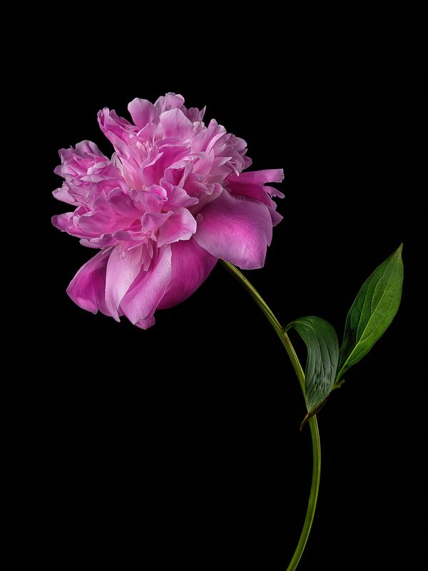 цветок, флора, пион, лепестки photo preview