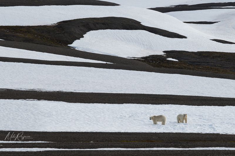 Black, White & Polar Bearsphoto preview