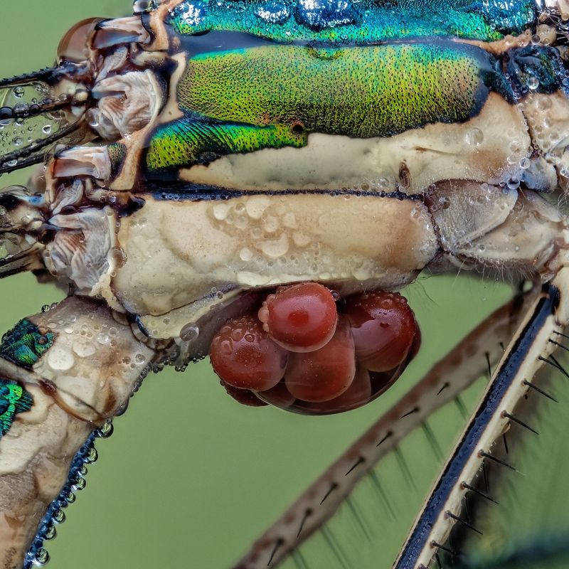 Водяные клещи на стрекозе. Arrenurus (?)photo preview