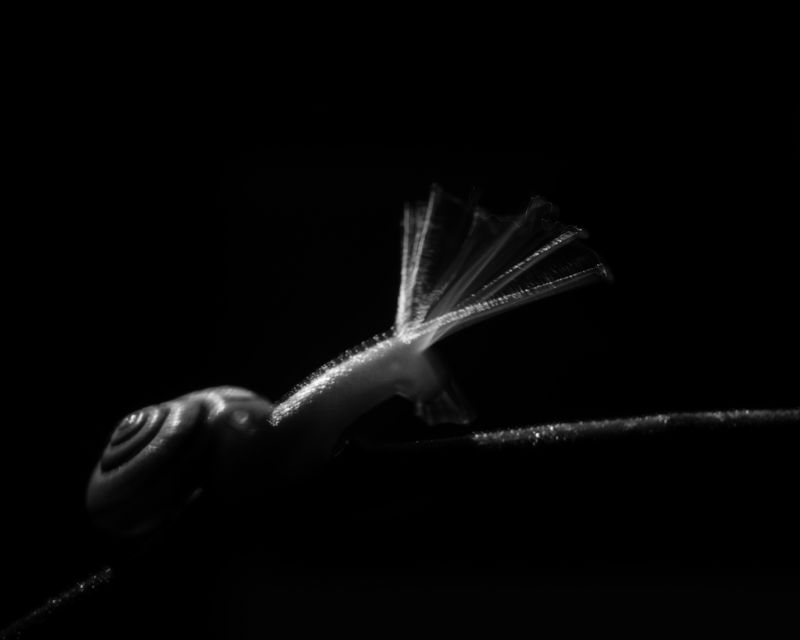 Snail, slow shutter, back lit, Rain, shutter drag Speedphoto preview