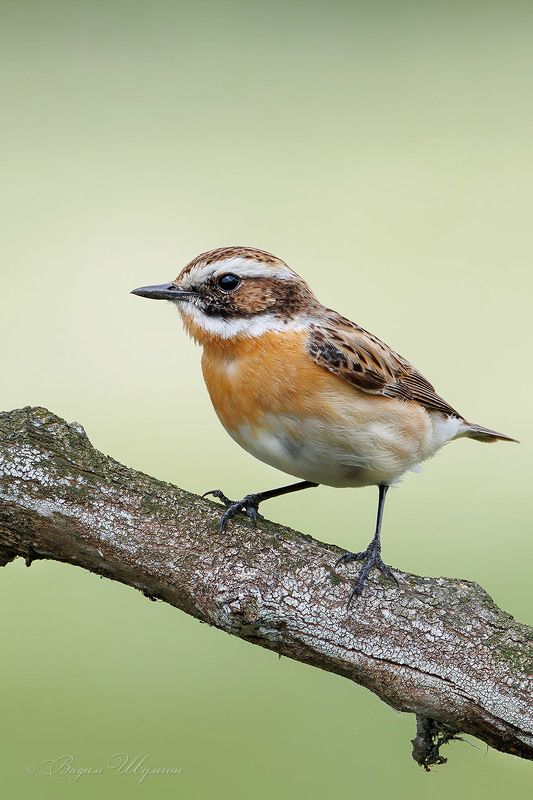 Луговой чеканphoto preview