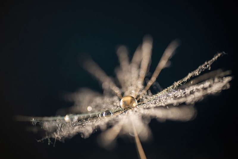 макро, капля, козлобородник, черный, пушинка Жемчужнаяphoto preview