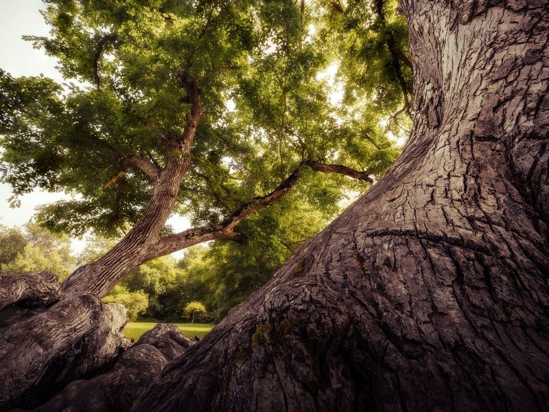 14 ммphoto preview