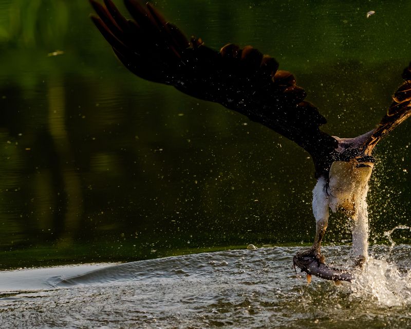 Grey Headed fish eaglephoto preview