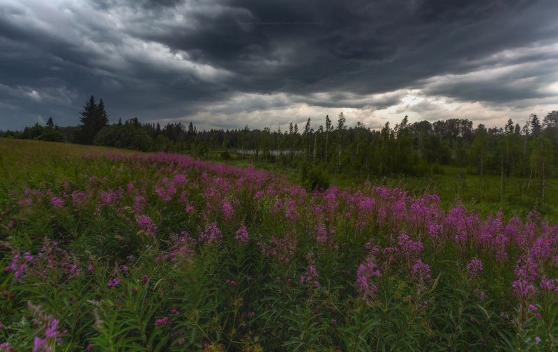 пейзаж, иванчай, ленобласть, дождь, landscape, nature, природа, foggy, forest, ленинградская область Шёл на Питер ураганphoto preview