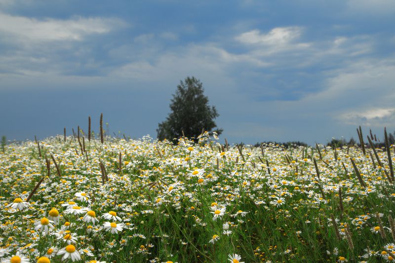 лето,поле,ромашки,небо Ромашковый ковёрphoto preview
