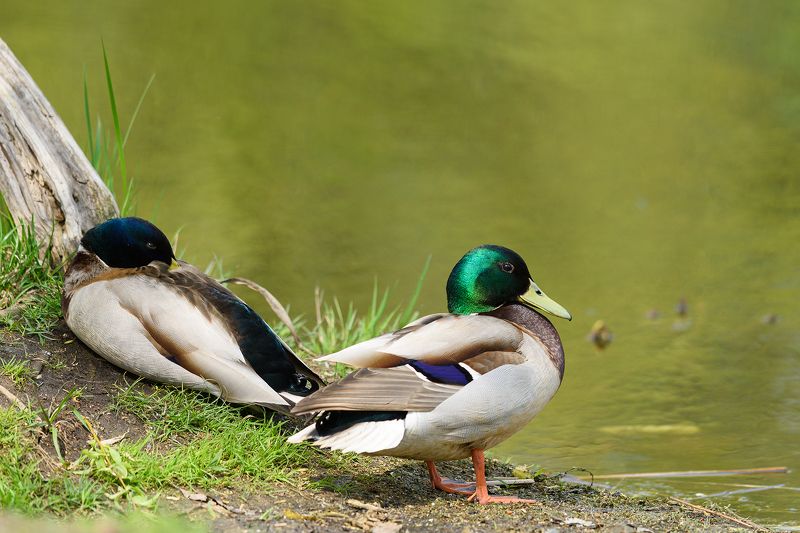 #кряква Кряквыphoto preview