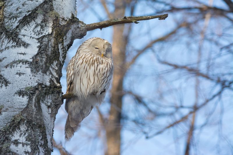 неясыть, длиннохвостая, неясыть, сова, птицы, птица, новосибирск, лес, бор, зима Сова в лесу фото превью