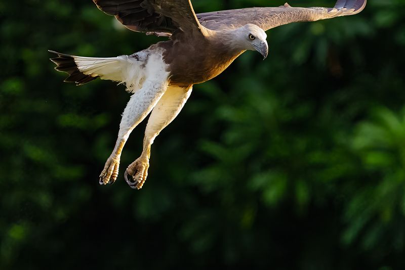 Grey Headed fish eaglephoto preview
