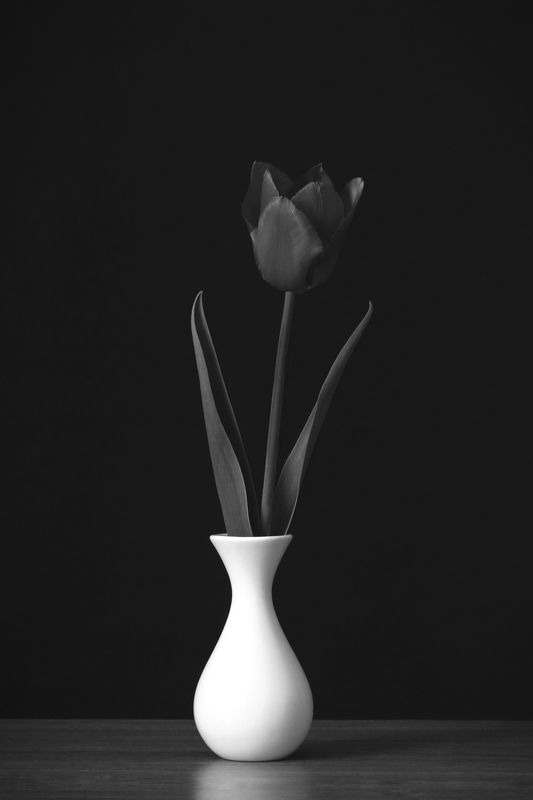 Тюльпан.photo preview