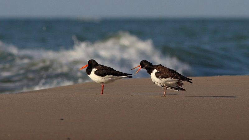 кулик-сорока, кулик, haematopus ostralegus, eurasian oystercatcher, куршская коса, балтийское море Курортникиphoto preview