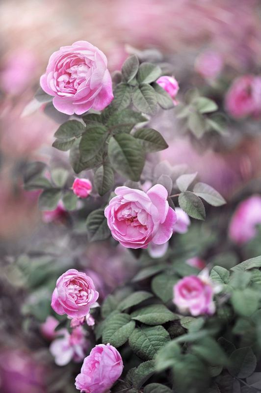 *** фото превью