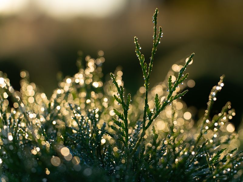 Роса в лучах рассвета фото превью