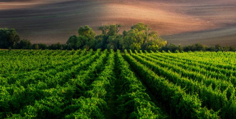 summer, moravia, sony, bloom, trees, czech, bohemia, field, tuscany, green, grass Summer in Moraviaphoto preview