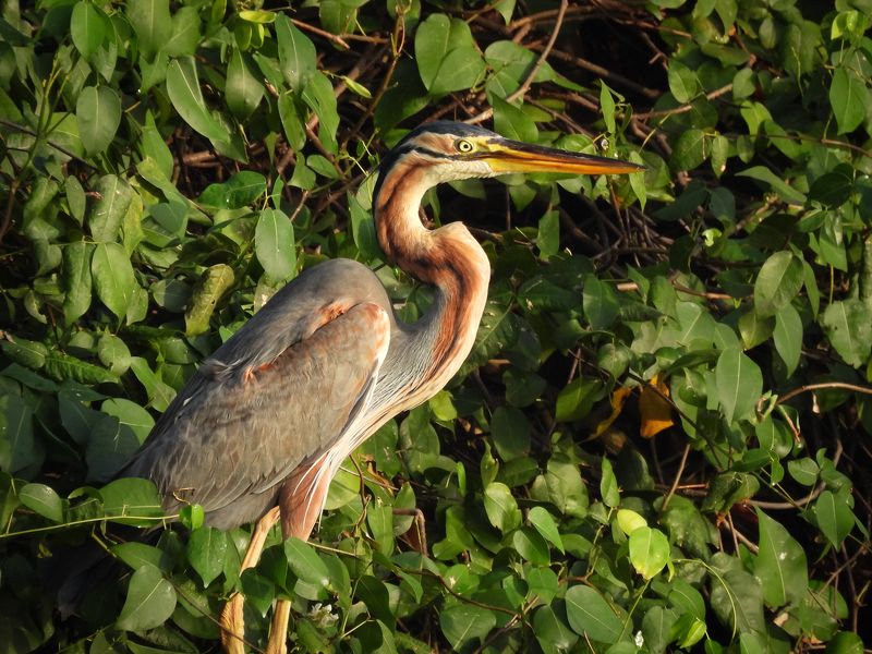 Рыжая цапляphoto preview