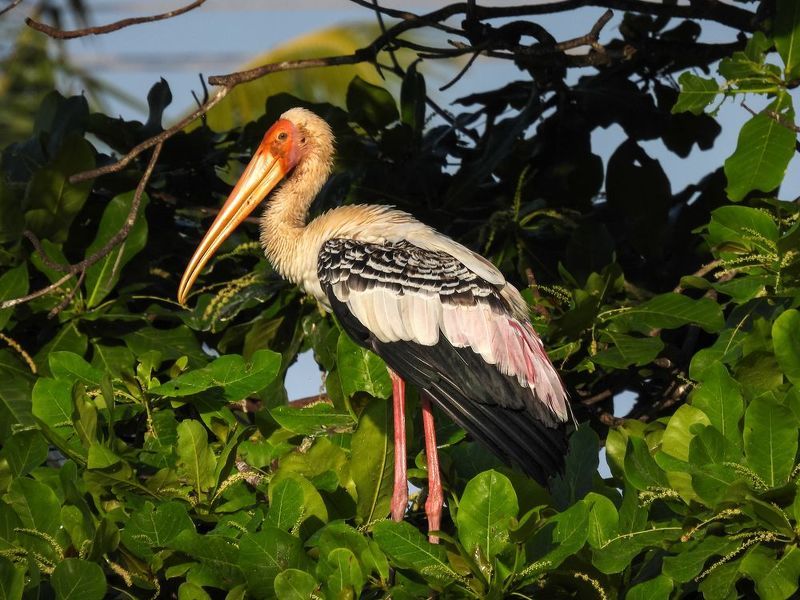 Клювачphoto preview