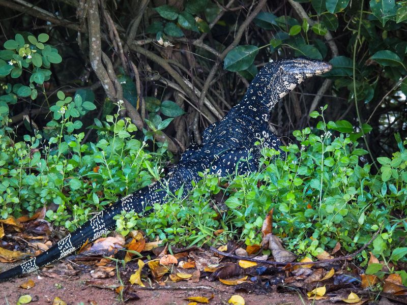 Водяной варан (кабаргойя)photo preview