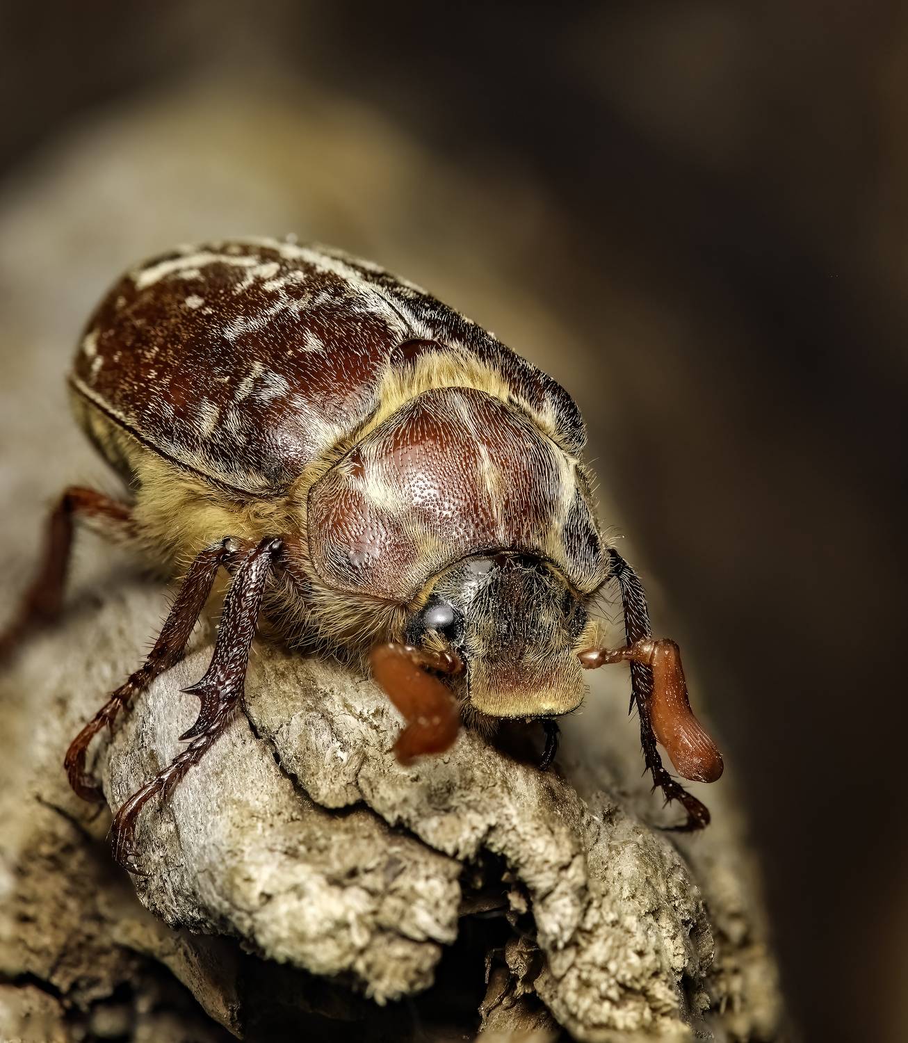 макрофото, макрофотографии, фотомакро, насекомые, макромир, макрофотограф, макроаддикт, макро_мир, naturelovers, naturelover, naturephotography, macrolove, macro_love, biodiversity, macrophotography, macro, macronature, entomology, arthropods, arthropod, ,  Stephane